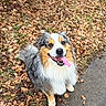 dog, australian_shepherd, animal, pet, outdoor, autumn, leaves, path, happy, tongue_out, fur, nature, grass, smiling, canine, sitting, daylight, colorful, cute, friendly