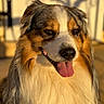 dog, australian_shepherd, pet, animal, fur, tongue, outdoor, sunlight, portrait, closeup, happy, face, ears, expression, canine, fluffy, nature, blurred_background, shadow, warm_light