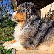 Phenix participe au concours pour gagner de l'argent avec cette photo : dog, australian_shepherd, outdoor, grass, stick, sunlight, fur, pet, animal, garden, wood, chair, shed, nature, side_view, relaxed, canine, portrait, daylight, peaceful