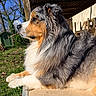 dog, australian_shepherd, outdoor, grass, stick, sunlight, fur, pet, animal, garden, wood, chair, shed, nature, side_view, relaxed, canine, portrait, daylight, peaceful