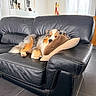 dog, sleeping, couch, leather, pillows, living_room, indoor, modern, decor, window, curtains, floor_tiles, furniture, pet, cozy, relaxation, animal, fur, rest, calm