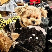 Simba is registered to the contest to win money with this photo: dog, small_dog, fluffy, blanket, cozy, indoor, pet, cute, fur, resting, living_room, furniture, soft_light, teddy_bear_like, relaxed, household, domestic_animal, companion, warm, snuggle