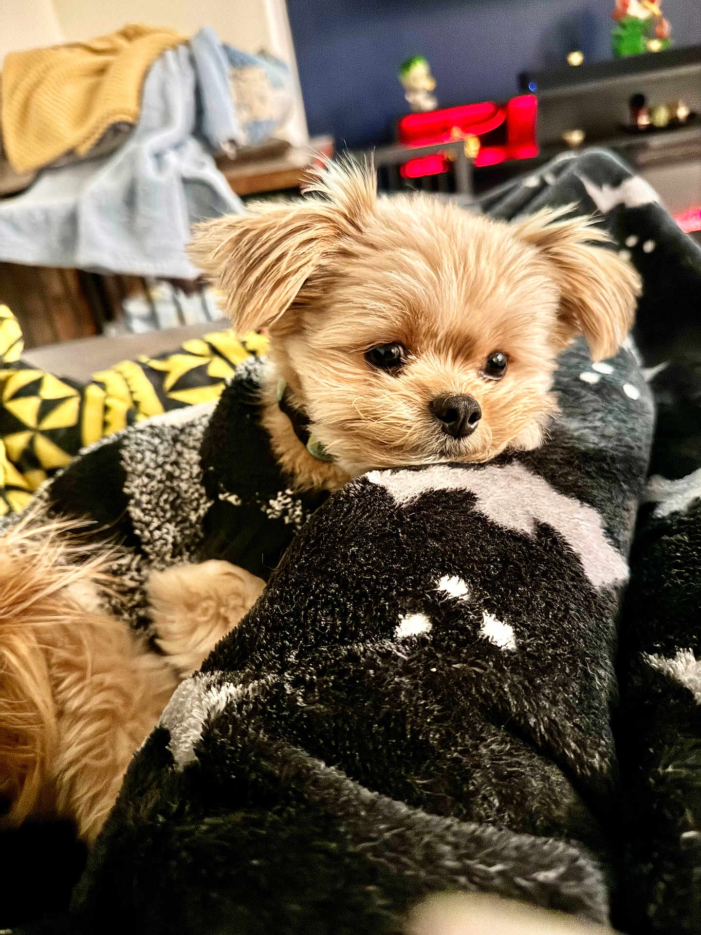 Simba