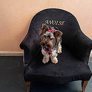 Ursula a rejoint le concours — aidez-le/la à gagner de superbes lots ! dog, small_dog, bow, red_bow, armchair, black_chair, furniture, indoor, floor, wall, pet, cute, fluffy, sitting, looking, curious, canine, domestic_animal, companion, portrait