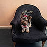 dog, small_dog, bow, red_bow, armchair, black_chair, furniture, indoor, floor, wall, pet, cute, fluffy, sitting, looking, curious, canine, domestic_animal, companion, portrait