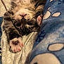 animal, blanket, brown_paw_pads, cat, closeup, cozy, cute, fur, indoor, kitten, patterned_blanket, paws, pet, pink_paw_pads, relaxed, resting, sleepy, soft_texture, upside_down, whiskers