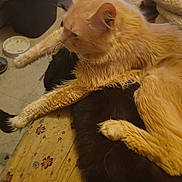 Lightning is registered to the contest to win money with this photo: animal, bedspread, black_cat, blanket, cat, companion, cozy, cute, domestic, feline, floor, fluffy, fur, indoors, laying, orange_cat, pet_bowl, pets, relaxing, resting
