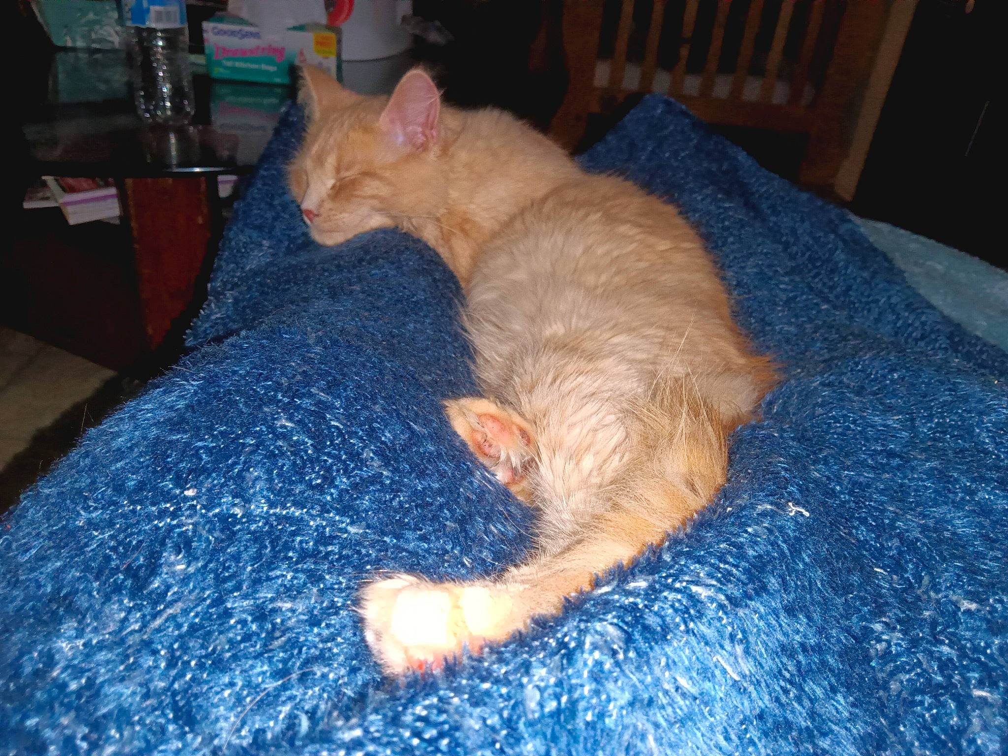 Lightening joined the competition — help win amazing prizes! blanket, carnivore, cat, comfort, companion_dog, dog_breed, domestic_short_haired_cat, fawn, felidae, flooring, fur, human_leg, linens, nap, paw, room, small_to_medium_sized_cats, tail, whiskers, wood