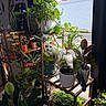 animal, cat, curious, decor, domestic, furniture, greenery, home_interior, indoor, leafy, nature, pet, pink_lantern, plants, potted_plants, sunlight, tail, white_cat, window, wooden_shelf