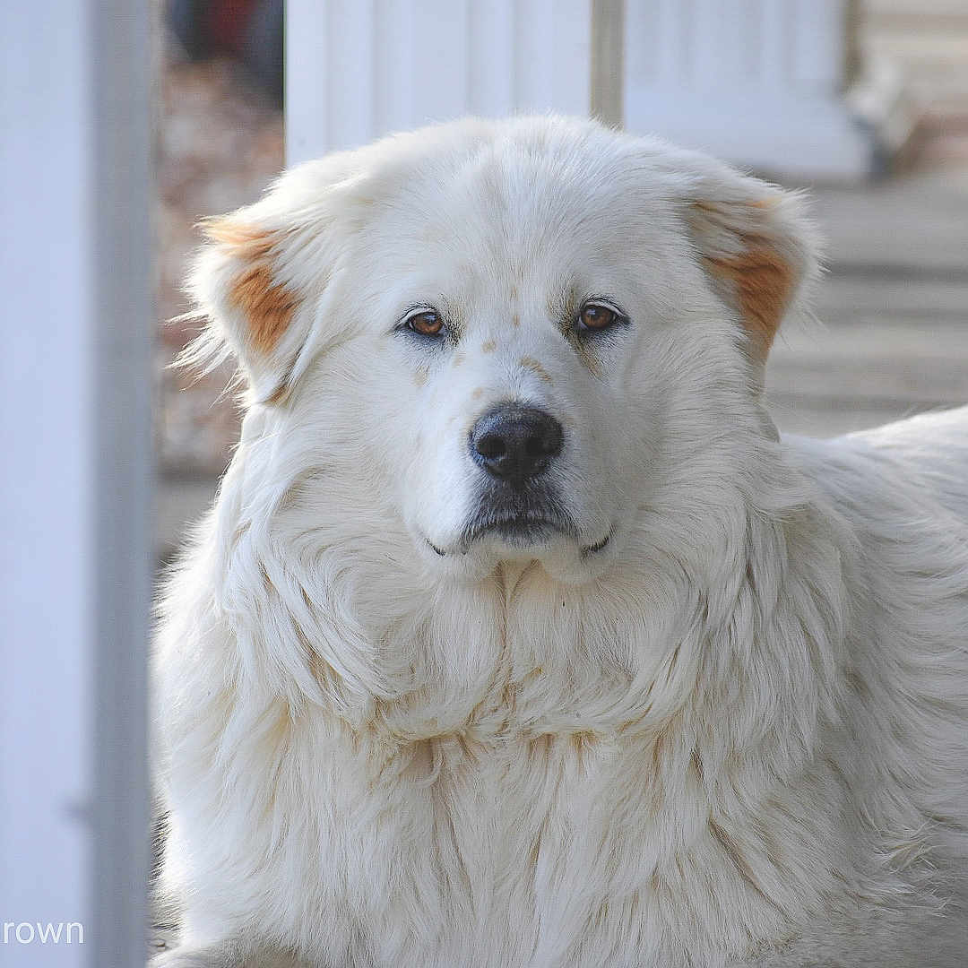 Kona is registered to the contest to win money with this photo: aidi, akbash_dog, ancient_dog_breeds, canidae, carnivore, companion_dog, dog, dog_breed, great_pyrenees, kuvasz, livestock_guardian_dog, mammal, maremma_sheepdog, polish_tatra_sheepdog, rare_breed_dog, slovak_cuvac, sporting_group, vertebrate