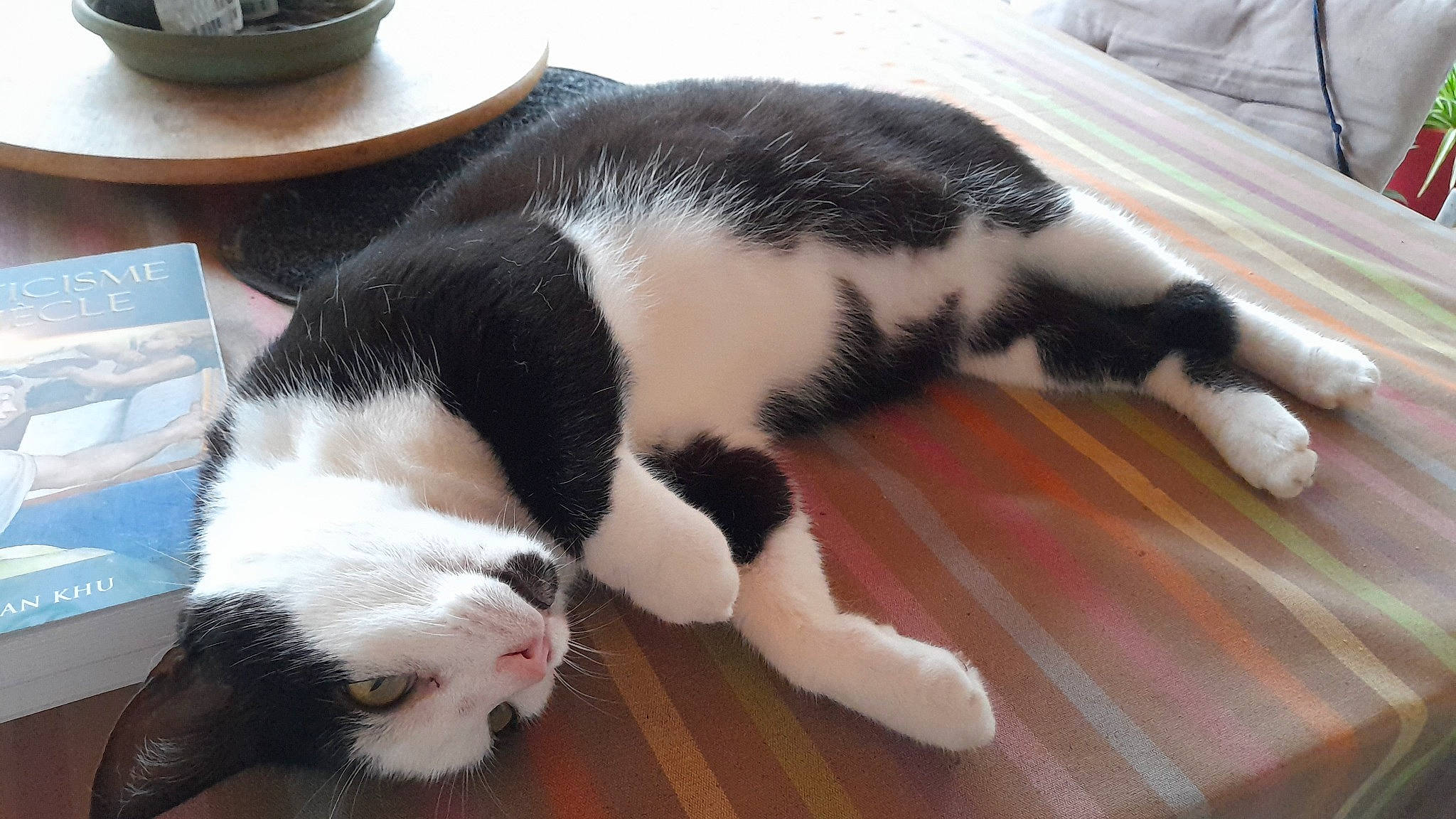 Socquette