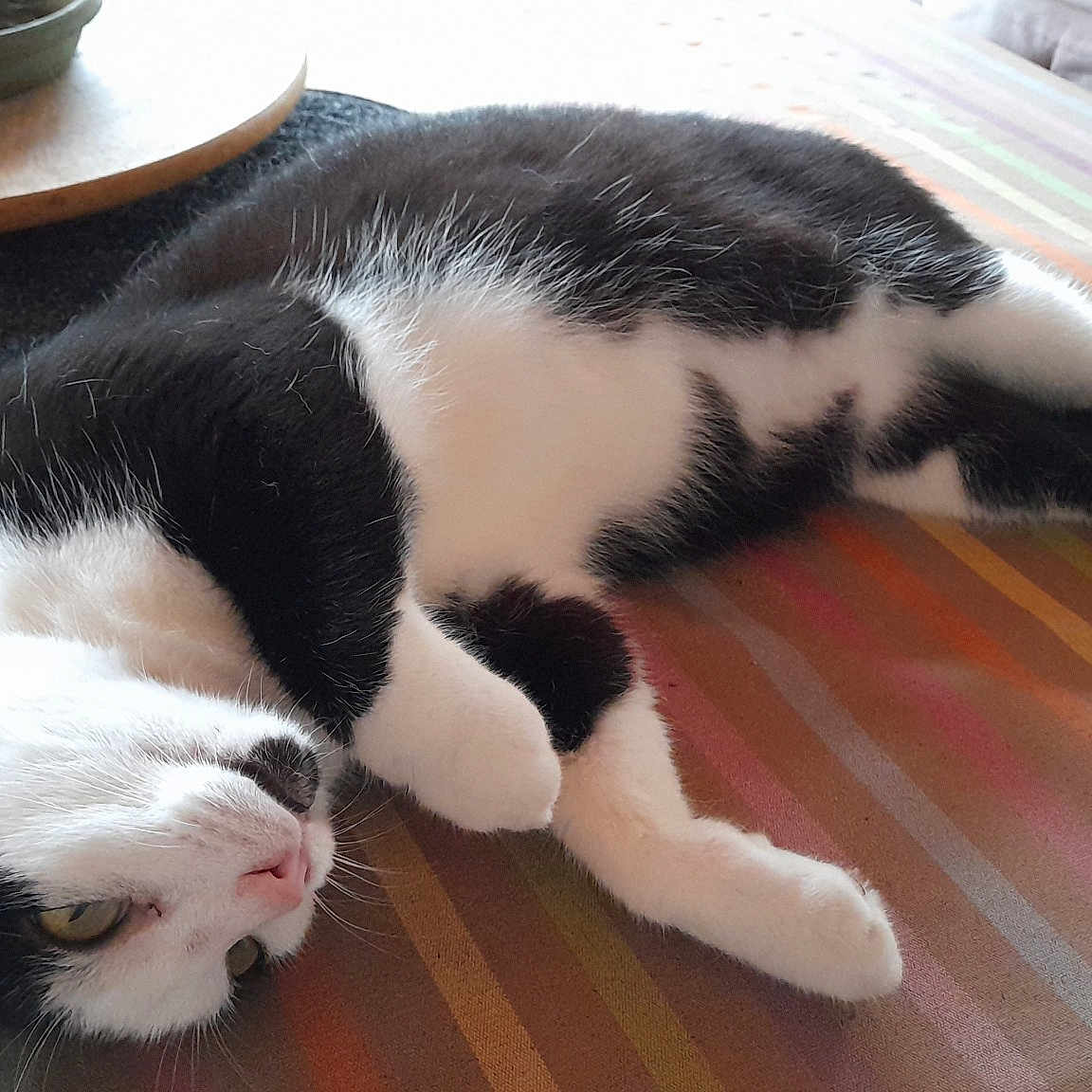 Socquette