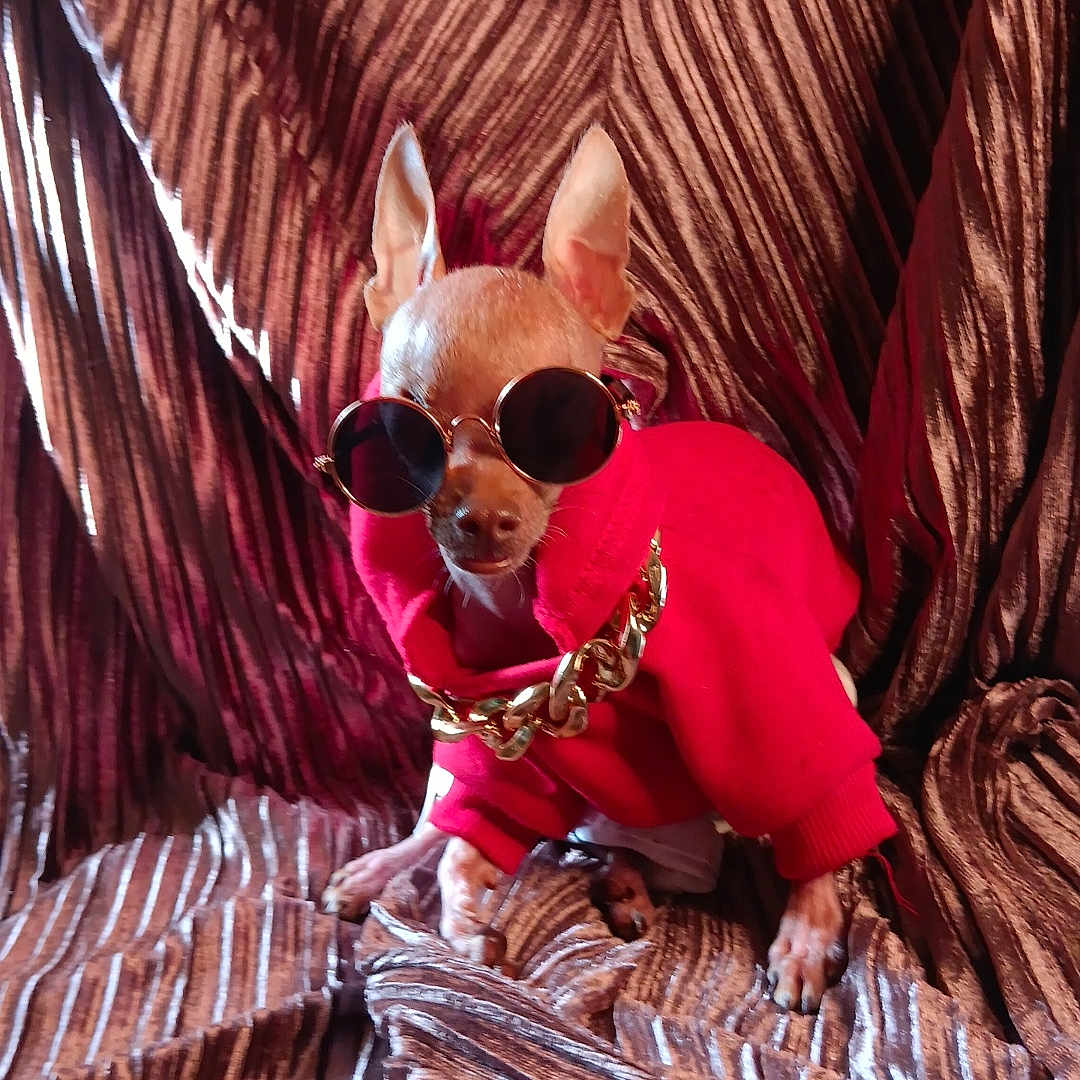 Pikachu is registered to the contest to win money with this photo: accessories, animal, blanket, bulldog, canine, chihuahua, clothing, costume, dog, face, furniture, head, hound, person, pet, photography, portrait, puppy, sunglasses, velvet
