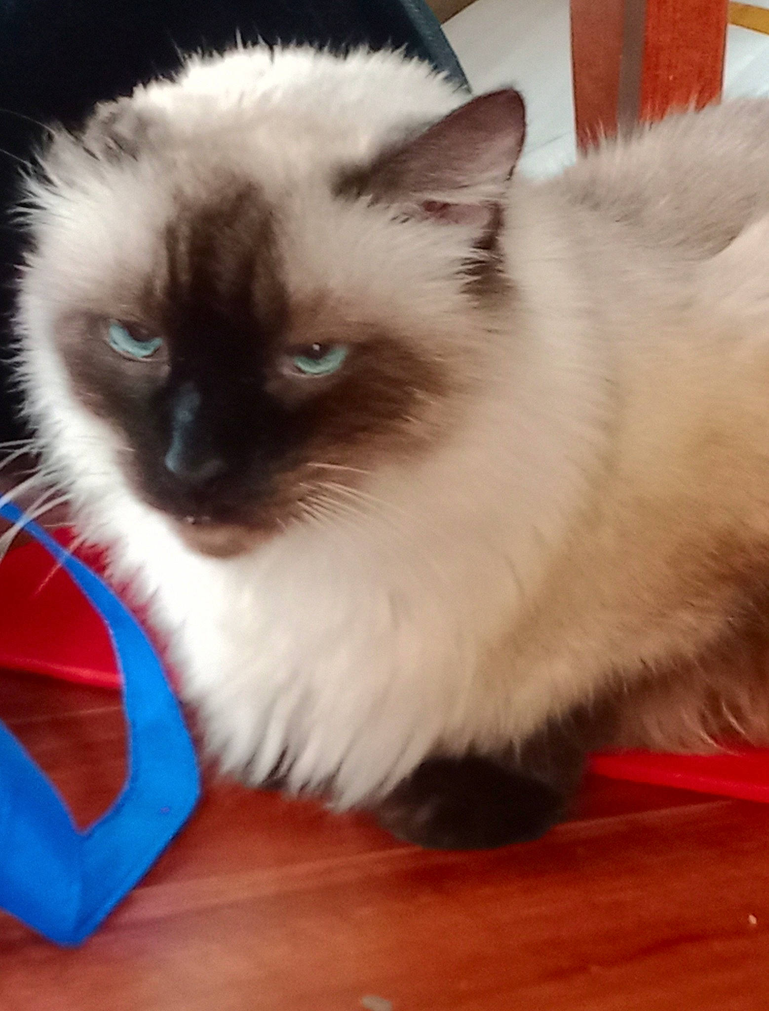 Puff Puff joined the competition — help win amazing prizes! balinese, birman, carnivore, cat, electric_blue, fawn, felidae, flooring, fur, hardwood, iris, paw, ragdoll, siamese, small_to_medium_sized_cats, snout, tail, whiskers