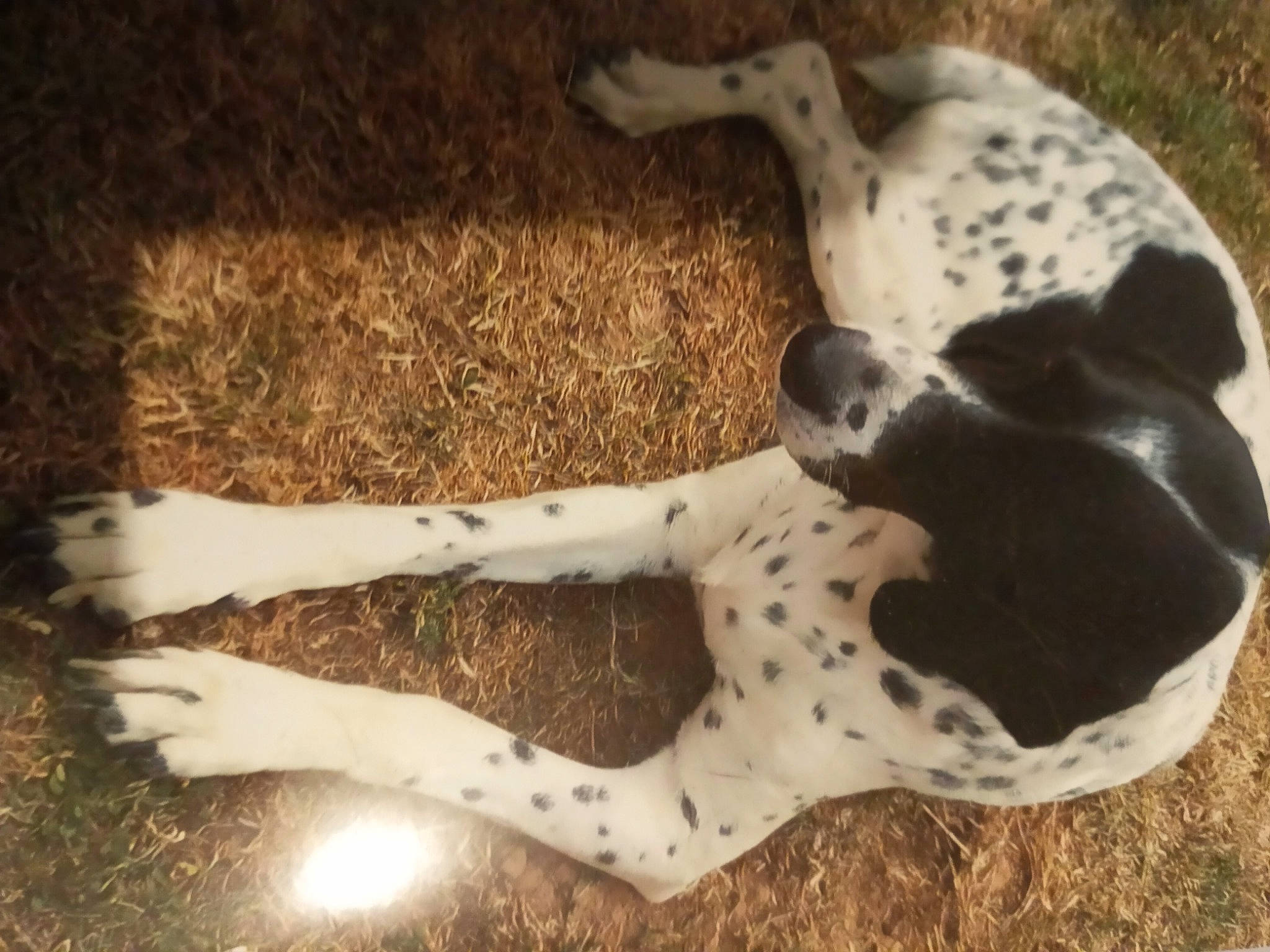 Lola a rejoint le concours — aidez-le/la à gagner de superbes lots ! carnivore, companion_dog, dog, dog_breed, dog_supply, fawn, felidae, fur, grass, pattern, paw, pet_supply, small_to_medium_sized_cats, snout, sporting_group, tail, terrestrial_animal, toy, whiskers, working_animal