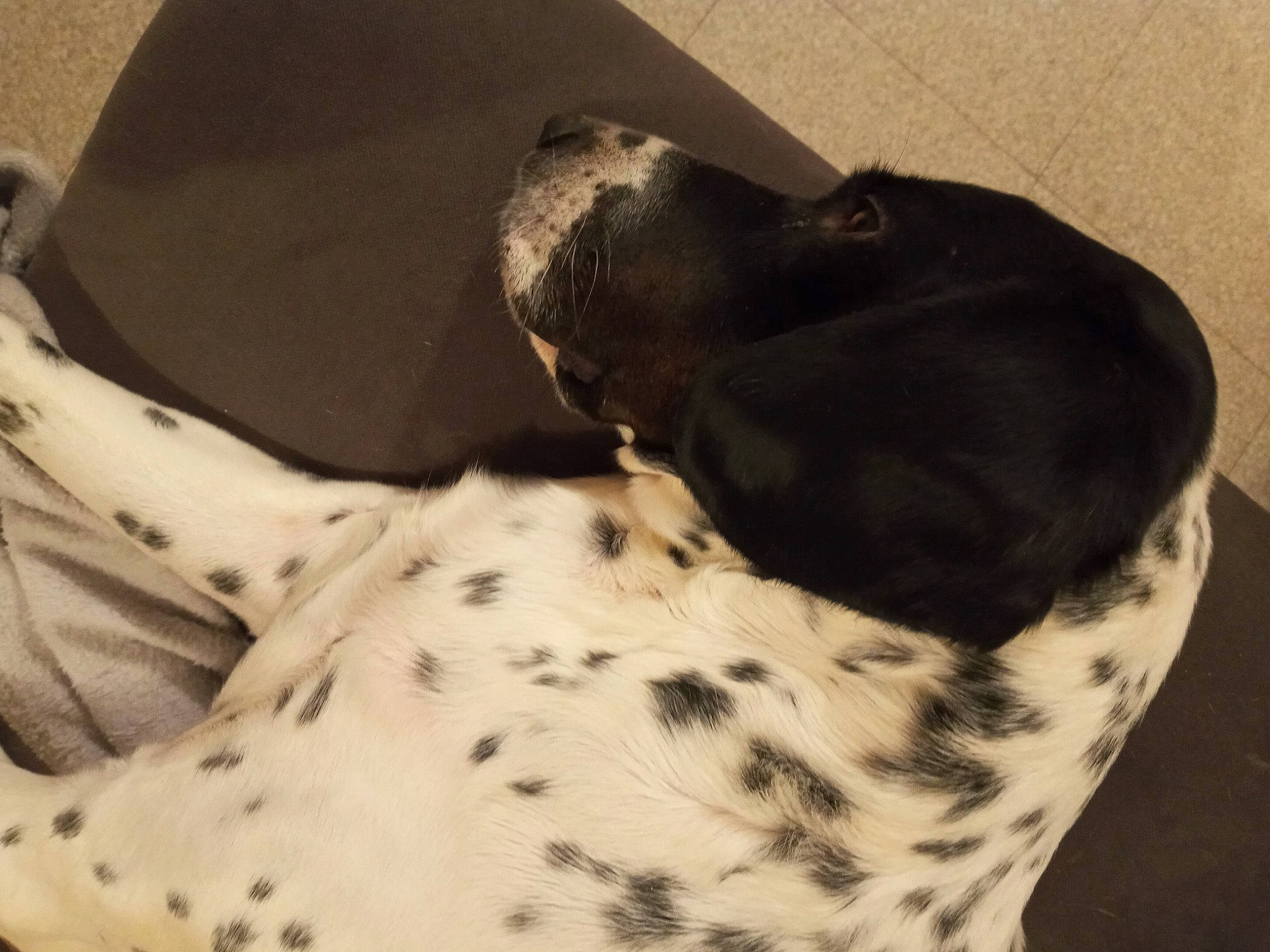 Lola a rejoint le concours — aidez-le/la à gagner de superbes lots ! canidae, carnivore, collar, comfort, companion_dog, dog, dog_breed, dog_collar, dog_supply, fawn, fur, linens, pattern, pet_supply, snout, sporting_group, tail, terrestrial_animal, whiskers, working_animal