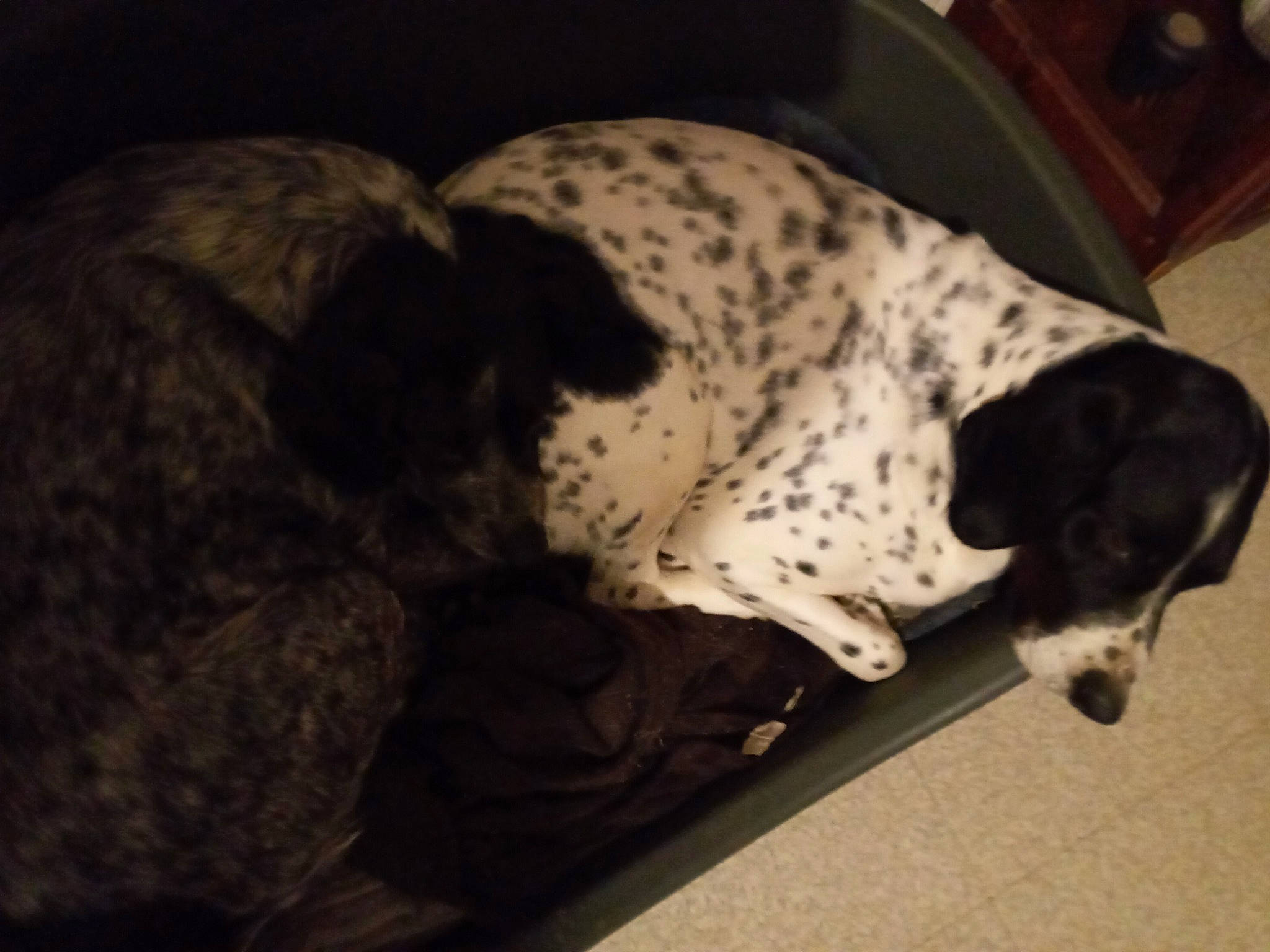 Lola a rejoint le concours — aidez-le/la à gagner de superbes lots ! canidae, carnivore, companion_dog, dalmatian, dog, dog_breed, fur, gun_dog, non_sporting_group, paw, pet_supply, puppy, snout, sporting_group, terrestrial_animal, working_animal