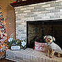 Kiki is registered to the contest to win money with this photo: christmas_tree, cozy, decorations, dog, festive, fireplace, flooring, holiday, home_interior, lights, ornaments, pet, pillow, plant, seasonal, sweater, white_brick, winter, wood_floor, wrapped_presents