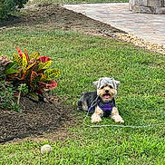 Kiki joined the competition — help win amazing prizes! animal, cute, dog, fluffy, garden, grass, greenery, happy, leaves, nature, outdoor, pet, plant, purple_harness, resting, small_dog, stone_patio, sunlight, tennis_ball, yard