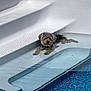 animal, canine, companion, daytime, dog, leisure, mammal, outdoor, pet, pool, recreation, relaxing, resting, small_dog, steps, summer, sunlight, swimming_pool, water, wet