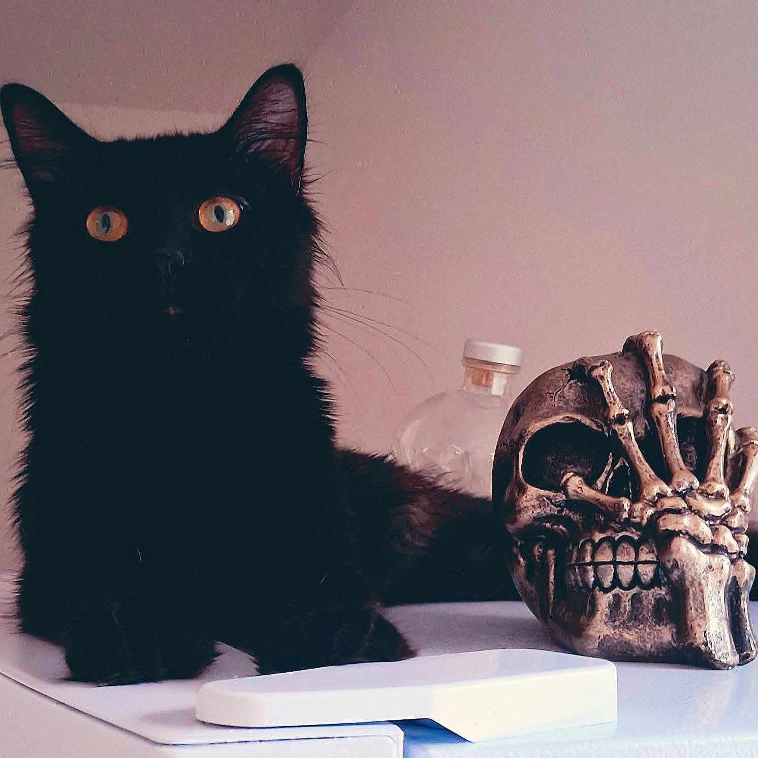 Jinx is registered to the contest to win money with this photo: amber_eyes, animal, black_cat, cat, closeup, curious, dark_fur, decor, feline, indoor, mystery, ornament, pet, portrait, quiet, resting, skeletal_hand, skull, still_life, table