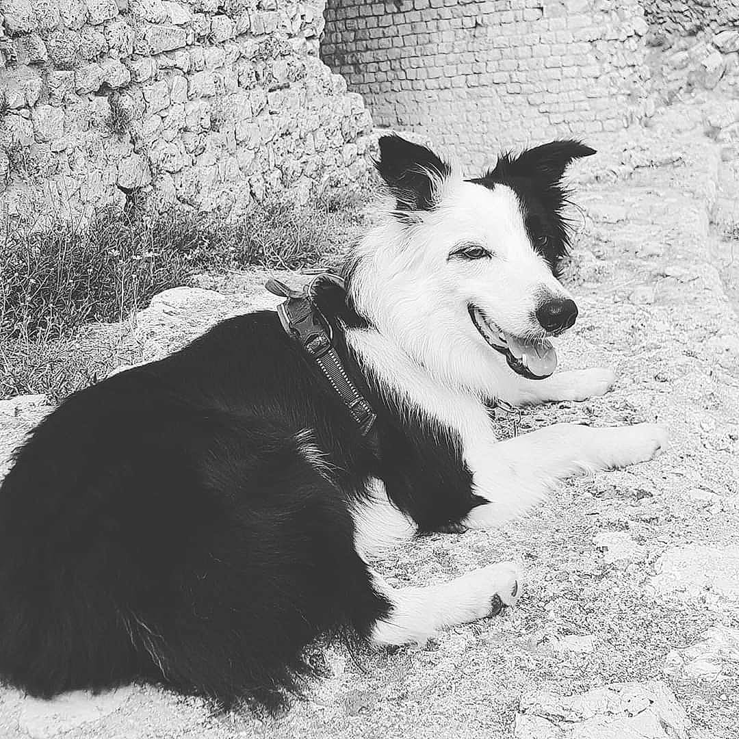 Snow participe au concours pour gagner de l'argent avec cette photo : black_and_white, border_collie, canidae, carnivore, dog, dog_breed, herding_dog, mammal, monochrome, monochrome_photography, photography, smooth_collie, snout, style, vertebrate