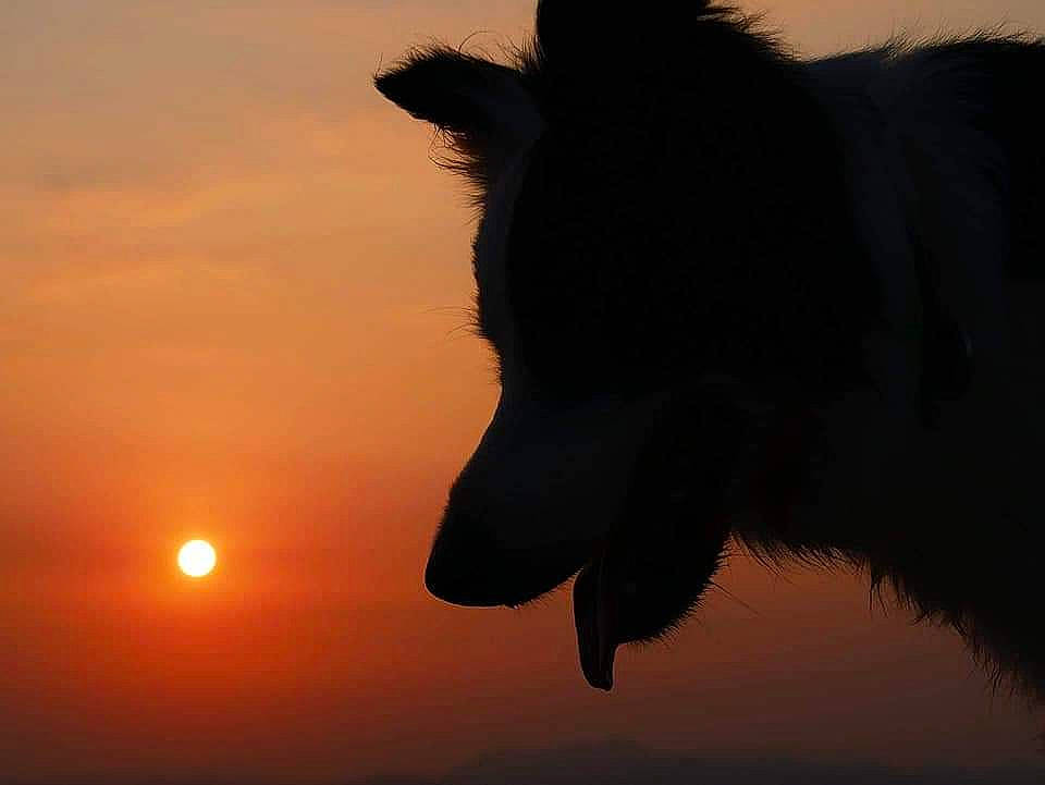 Snow participe au concours pour gagner de l'argent avec cette photo : canidae, carnivore, dog_breed, evening, horse, mane, silhouette, sky, snout, sporting_group, sunset