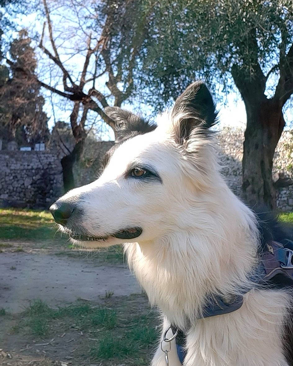 Snow a rejoint le concours — aidez-le/la à gagner de superbes lots ! berger_blanc_suisse, canidae, carnivore, collie, companion_dog, dog, dog_breed, herding_dog, mammal, vertebrate