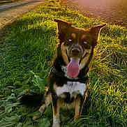 Rhapsody a rejoint le concours — aidez-le/la à gagner de superbes lots ! dog, grass, sunset, tree, rural, path, nature, outdoor, animal, happy, tongue_out, greenery, field, sunlight, blue_eyes, pet, canine, leaf, scenery, daylight