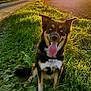 dog, grass, sunset, tree, rural, path, nature, outdoor, animal, happy, tongue_out, greenery, field, sunlight, blue_eyes, pet, canine, leaf, scenery, daylight
