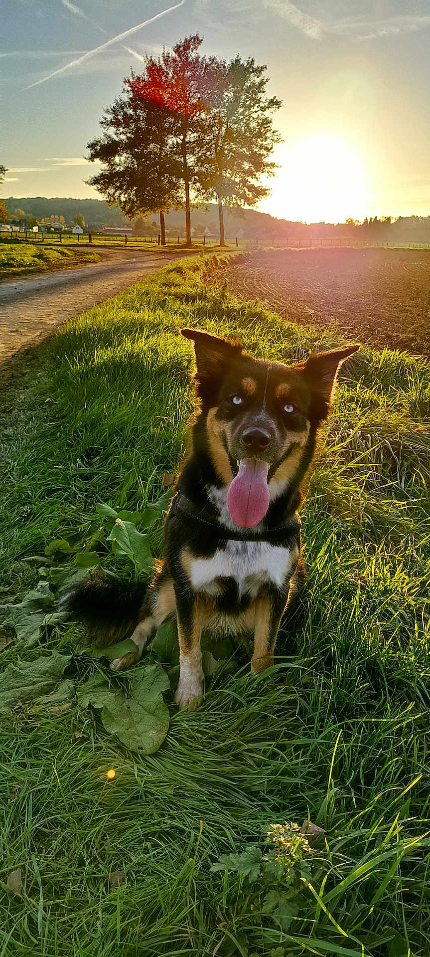 Rhapsody a rejoint le concours — aidez-le/la à gagner de superbes lots ! dog, grass, sunset, tree, rural, path, nature, outdoor, animal, happy, tongue_out, greenery, field, sunlight, blue_eyes, pet, canine, leaf, scenery, daylight