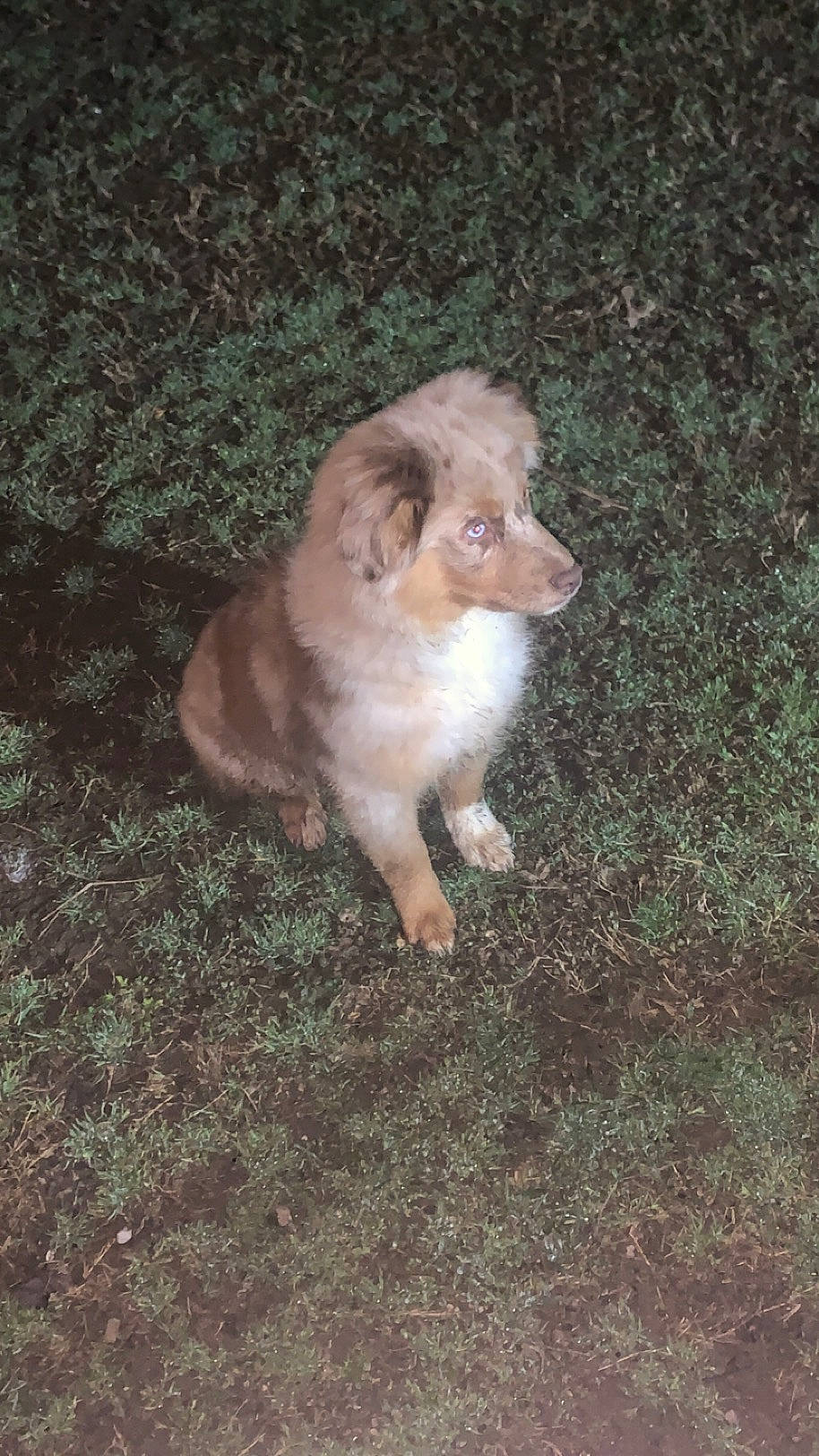 Dex is registered to the contest to win money with this photo: canidae, carnivore, companion_dog, darkness, dog, dog_breed, fawn, felidae, fur, grass, liver, paw, puppy, snout, soil, sporting_group, tail, toy_dog, whiskers, wood