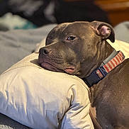 Mocha joined the competition — help win amazing prizes! dog, resting, pillow, bed, indoor, collar, pet, cozy, relaxed, brown_coat, animal, canine, domestic, comfort, fur, closeup, sleepy, laying_down, household, portrait