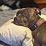 dog, resting, pillow, bed, indoor, collar, pet, cozy, relaxed, brown_coat, animal, canine, domestic, comfort, fur, closeup, sleepy, laying_down, household, portrait