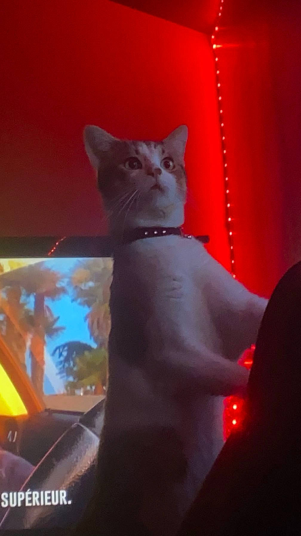 Fripouille a rejoint le concours — aidez-le/la à gagner de superbes lots ! animation, art, carmine, carnivore, cat, darkness, domestic_short_haired_cat, electric_blue, entertainment, event, felidae, fur, illustration, magenta, night, room, small_to_medium_sized_cats, tail, whiskers, wood