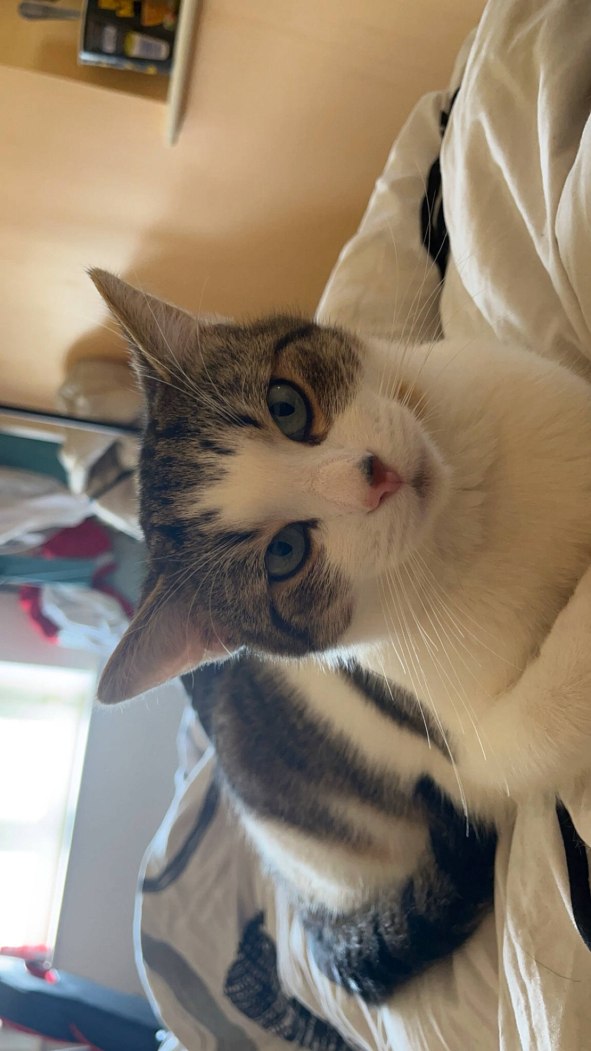 Fripouille a rejoint le concours — aidez-le/la à gagner de superbes lots ! carnivore, cat, claw, comfort, domestic_short_haired_cat, ear, eye, eyelash, felidae, fur, jaw, paw, small_to_medium_sized_cats, snout, tail, whiskers