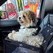 Oakley joined the competition — help win amazing prizes! advertisement, black_leather_seat, car_door, car_interior, daylight, dog, dr_pepper, fluffy_dog, fur, happy_dog, harness, mesh, monster_energy, pet_car_seat, seatbelt, side_mirror, soda_bottles, sunkist, vehicle, window