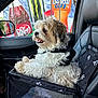 advertisement, black_leather_seat, car_door, car_interior, daylight, dog, dr_pepper, fluffy_dog, fur, happy_dog, harness, mesh, monster_energy, pet_car_seat, seatbelt, side_mirror, soda_bottles, sunkist, vehicle, window