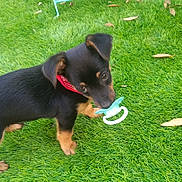 Ares a rejoint le concours — aidez-le/la à gagner de superbes lots ! puppy, dog, grass, red_bandana, pacifier, outdoor, cute, small_dog, black_and_tan, pet, animal, young_dog, playing, curious, adorable, fur, ears, mouth, four_legs, nature