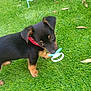 puppy, dog, grass, red_bandana, pacifier, outdoor, cute, small_dog, black_and_tan, pet, animal, young_dog, playing, curious, adorable, fur, ears, mouth, four_legs, nature