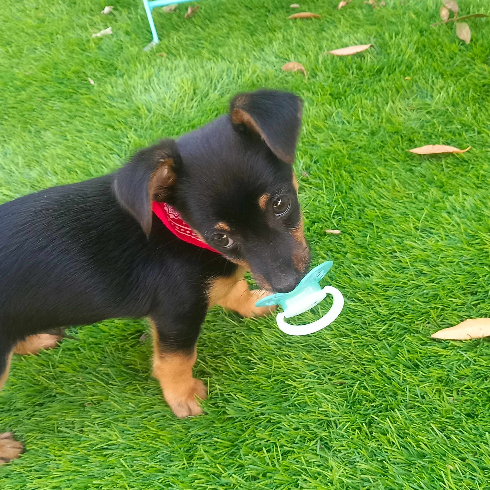 Ares a rejoint le concours — aidez-le/la à gagner de superbes lots ! adorable, animal, black_and_tan, curious, cute, dog, ears, four_legs, fur, grass, mouth, nature, outdoor, pacifier, pet, playing, puppy, red_bandana, small_dog, young_dog