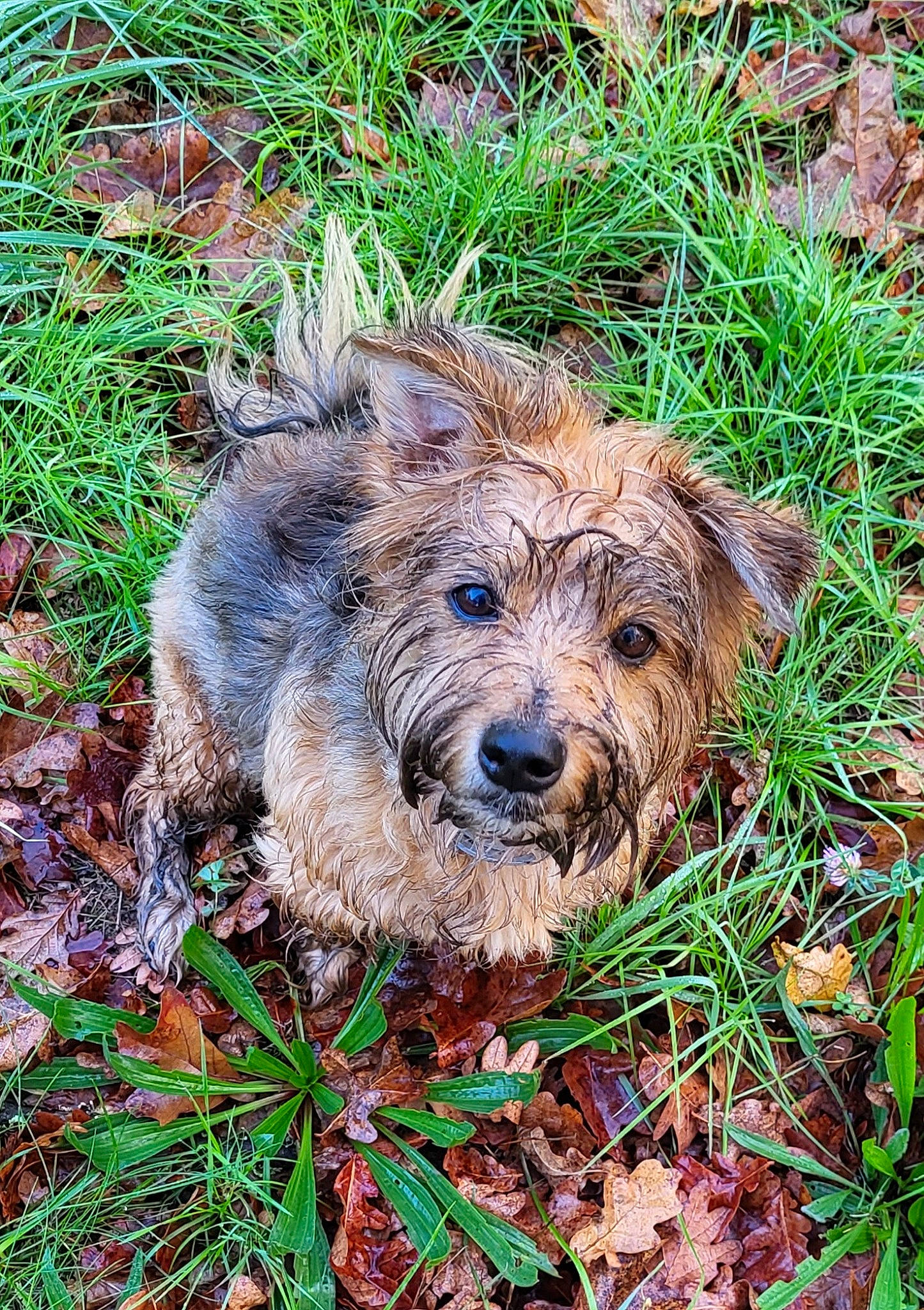 Pearl a rejoint le concours — aidez-le/la à gagner de superbes lots ! canidae, carnivore, companion_dog, dog, dog_breed, grass, groundcover, plant, small_terrier, snout, soil, sporting_group, terrestrial_animal, terrier