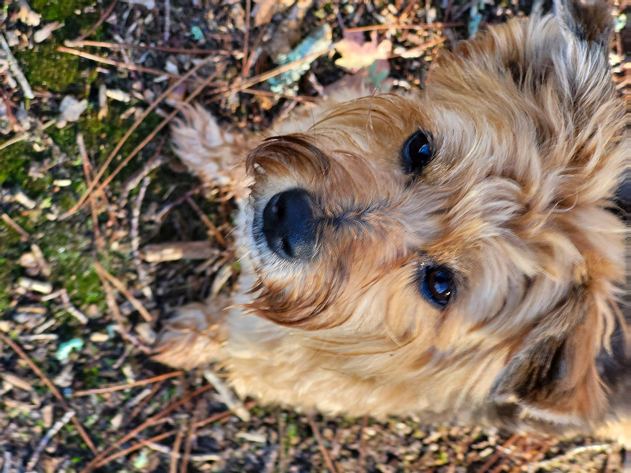 Pearl participe au concours pour gagner de l'argent avec cette photo : canidae, carnivore, companion_dog, dog, dog_breed, fur, grass, organism, plant, puppy, small_terrier, snout, soil, sporting_group, terrestrial_animal, terrier, toy_dog, wood, working_animal