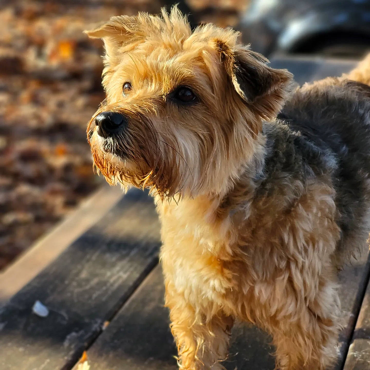 Pearl participe au concours pour gagner de l'argent avec cette photo : canidae, carnivore, companion_dog, dog, dog_breed, fur, maltepoo, puppy, small_terrier, snout, sporting_group, terrestrial_animal, terrier, toy_dog, wood, working_animal, working_terrier, yorkipoo
