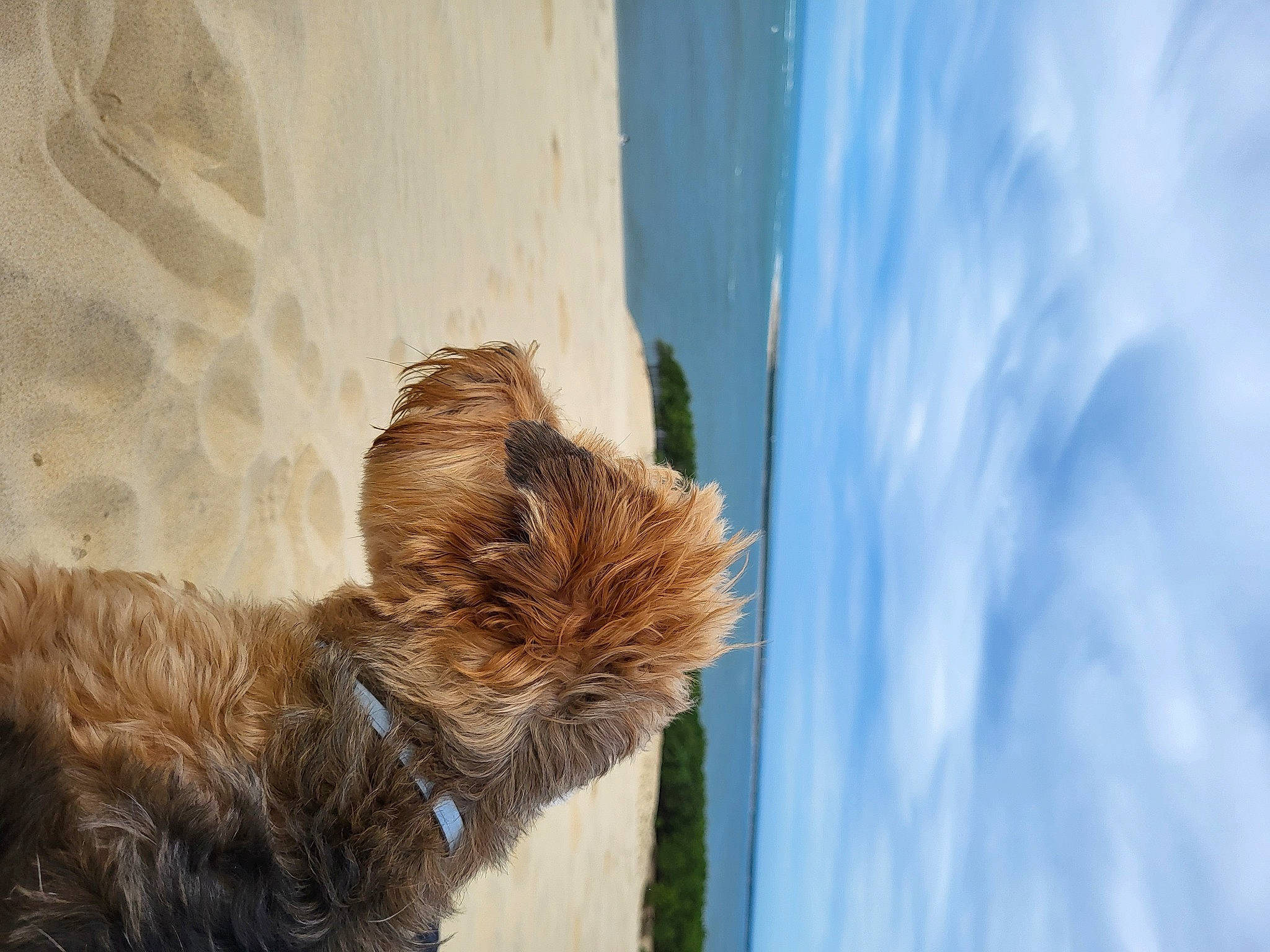 Pearl participe au concours pour gagner de l'argent avec cette photo : beach, carnivore, cloud, companion_dog, dog, dog_breed, fawn, fur, landscape, liver, livestock, plant, sky, small_terrier, tail, terrestrial_animal, terrier, water, wood, working_animal
