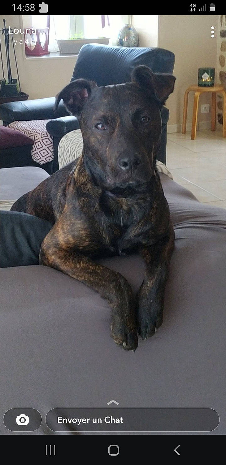 Boomer a rejoint le concours — aidez-le/la à gagner de superbes lots ! borador, canidae, carnivore, chair, comfort, companion_dog, dog, dog_breed, dog_collar, fawn, fur, furniture, guard_dog, hardwood, non_sporting_group, snout, sporting_group, terrestrial_animal, whiskers, working_animal