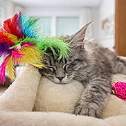 Athena a rejoint le concours — aidez-le/la à gagner de superbes lots ! cat, kitten, tabby, sleeping, feathers, toy, pet, paw, whiskers, fur, cozy, bed, indoor, close_up, portrait, soft_texture, nap, gray, plaything, sunlit