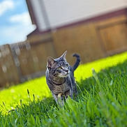 Mimi is registered to the contest to win money with this photo: animal, backyard, cat, daylight, ears, fence, focus, grass, gray_cat, greenery, house, mammal, nature, outdoor, pet, sunny, tabby, tail, walking, whiskers