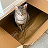 Mimi is registered to the contest to win money with this photo: animal, box_flap, cardboard_box, cat, curious, domestic_cat, ears, feline, floor_tile, fur, green_eyes, home, household_item, indoor, looking_up, paper, pet, sitting, tabby, whiskers