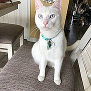Casper is registered to the contest to win money with this photo: cat, white_cat, pet, animal, portrait, sitting, chair, indoor, home, collar, pet_tag, blue_eyes, pink_nose, whiskers, ears, fur, furniture, dining_room, wall_decor, photography